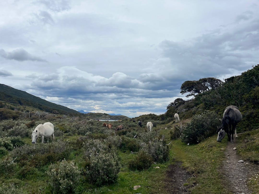 Many horses on a trail in Patagonia