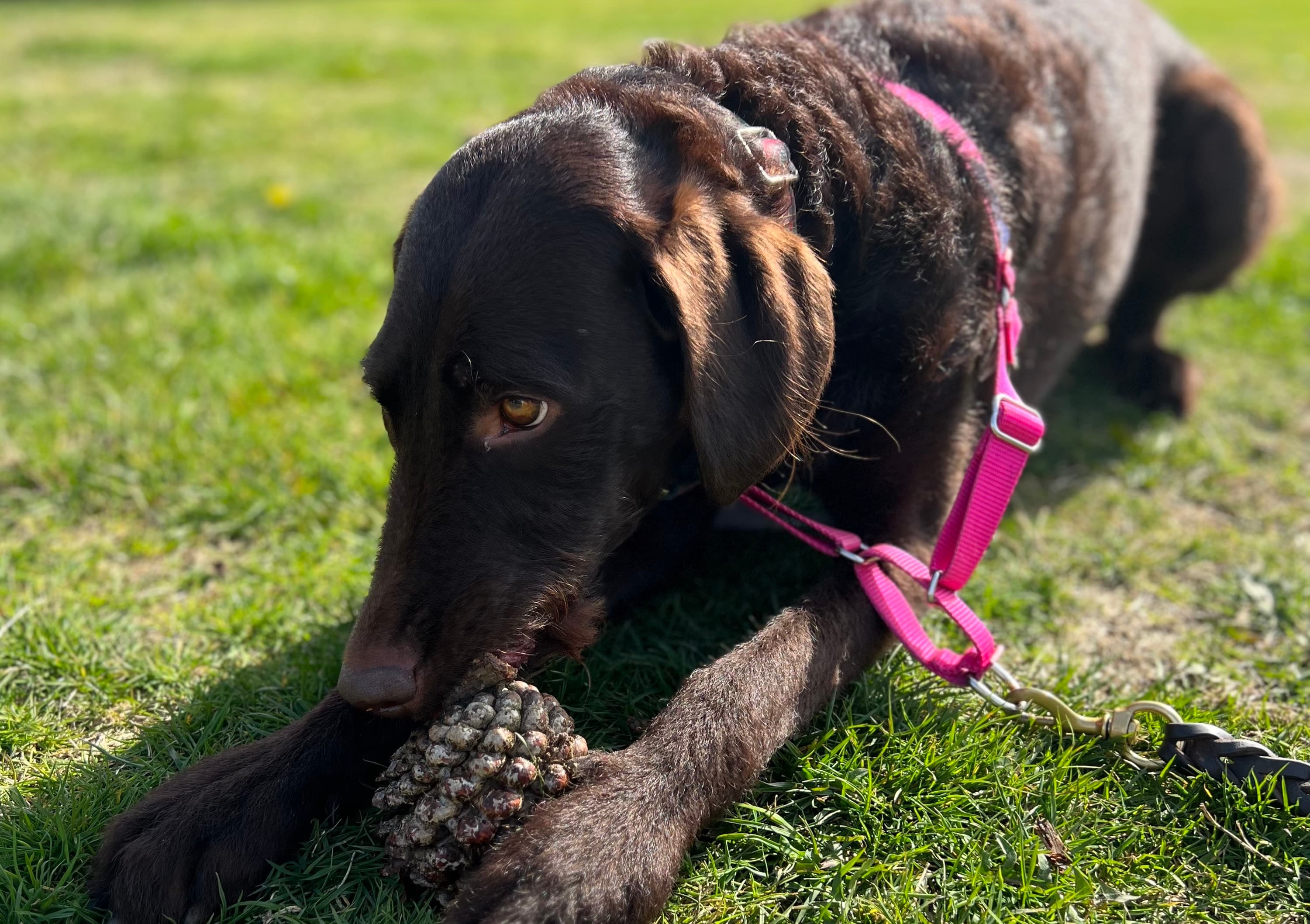 Mara the dog, eating pinecone