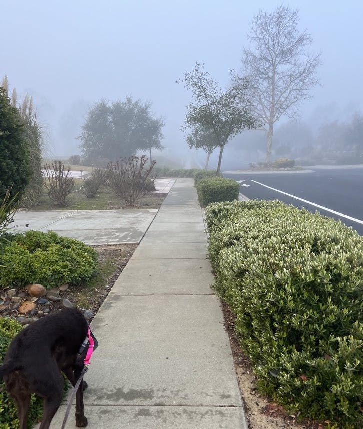 Mara the dog, walking into the fog