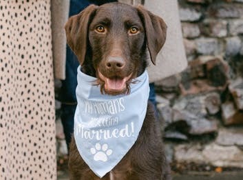Mara the dog, wearing a 'my humans are getting married' bandana